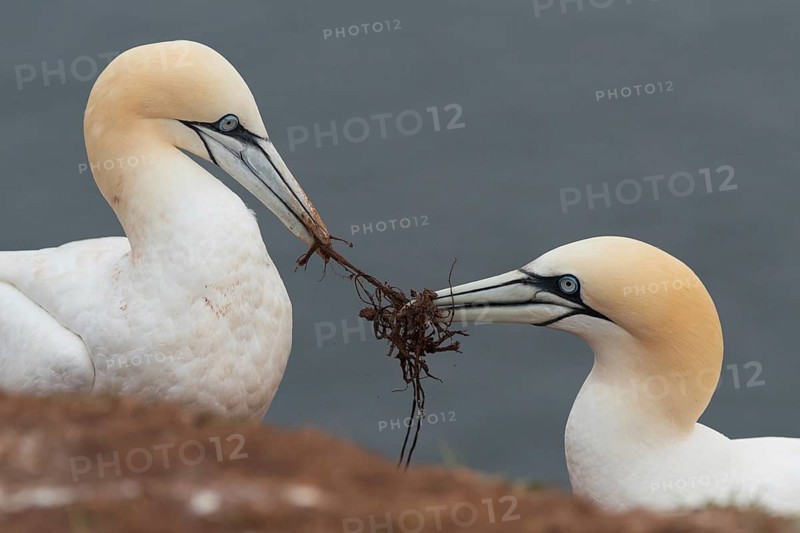 Northern Gannet (Morus bassanus) pair displaying, Schleswig-Holstein, Germany