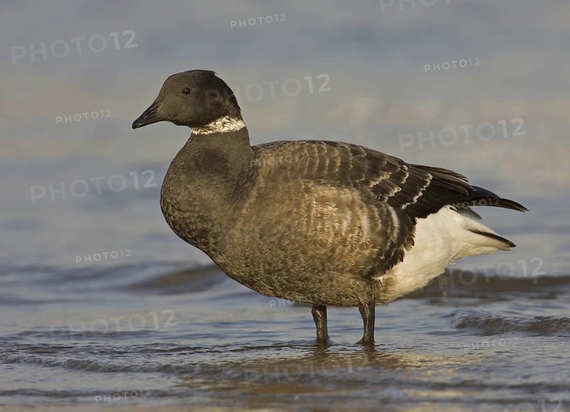 Brant Goose (Branta bernicla), California, USA