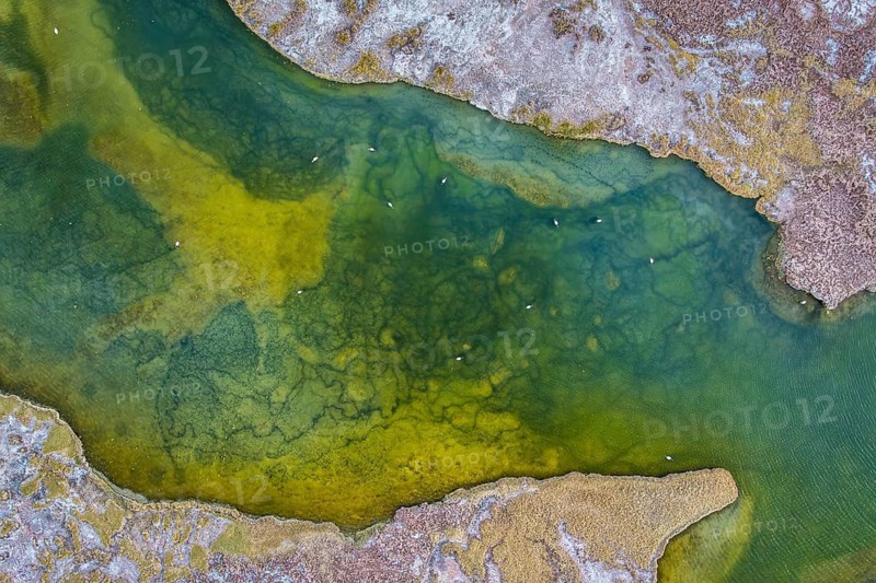 Aerial view of vibrant Laguna Grande in Catamarca, Argentina, showcasing a flock of flamingos wading gracefully through the green-hued water surrounded by rugged terrain