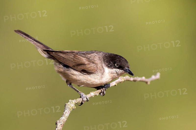 Western Orphean Warbler (Sylvia hortensis) male perched on a branch, Castile and Leon, Spain