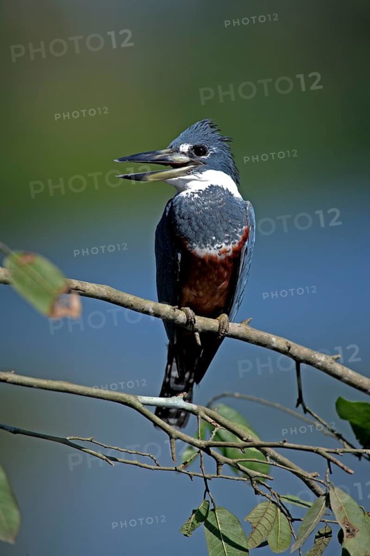 Red-breasted Kingfisher (Megaceryle torquata), adult, on branch, tree, open beak, Pantanal, Brazil