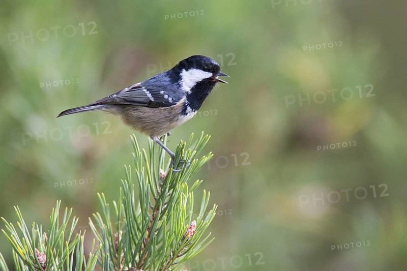 Coal Tit (Periparus ater) singing, Mecklenburg-Western Pomerania, Germany