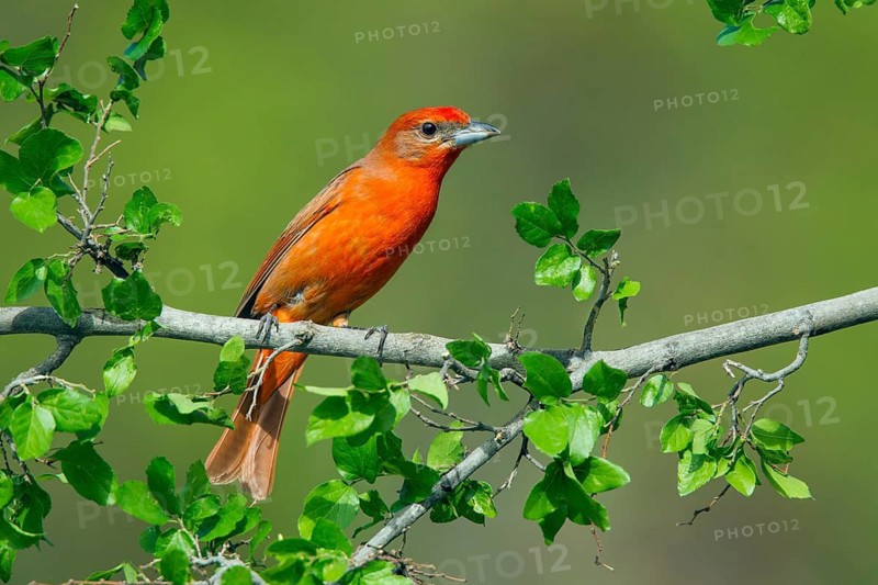 Hepatic Tanager Piranga hepatica Santa Rita Mountains, Santa Cruz County, Arizona, United States 14 May Adult Male Thraupidae