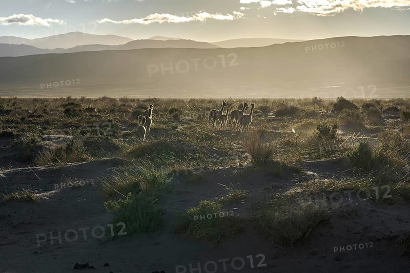 A herd of vicunas grazes at sunrise in the Andean Highlands of La Puna, Argentina. Soft sunlight bathes the vast landscape, highlighting the rugged terrain and serene beauty