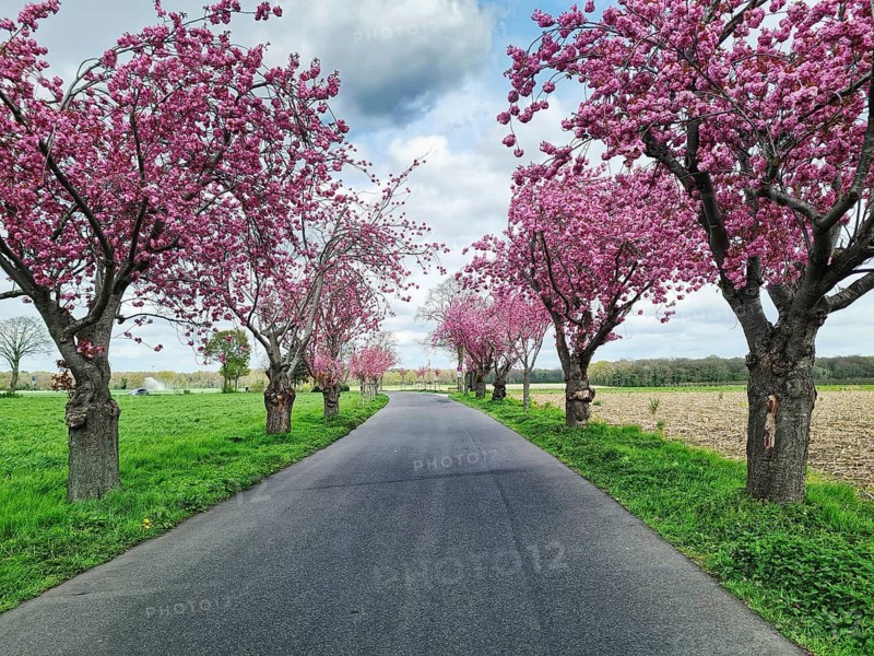 Landscape with a country road lined with blooming Japanese cherry blossom trees, Nettetal, Lower Rhine