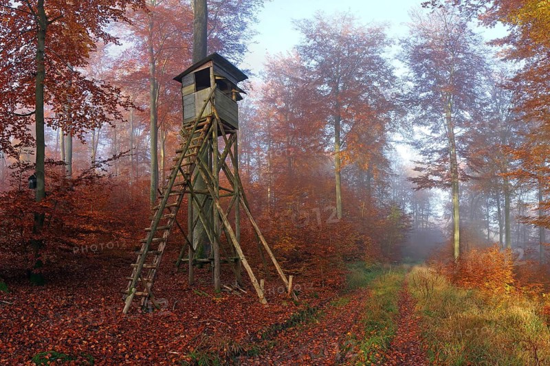 Autumnal beech forest in the morning with hunting hide, Solms, Lahn-Dill district, Hesse, Germany Lahn-Dill district, Hesse, Federal Republic of Germany