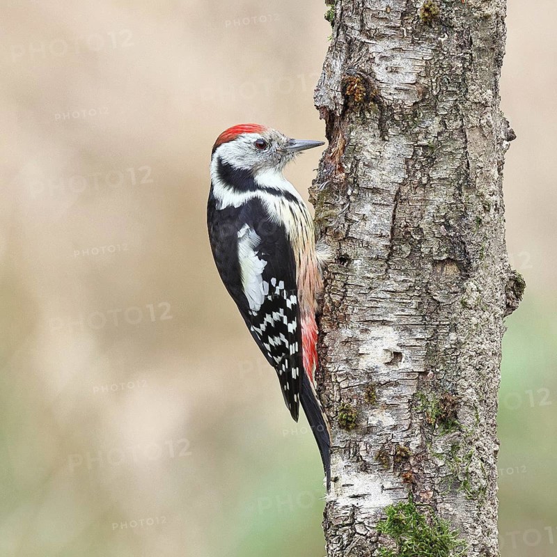 Middle spotted woodpecker (Dendrocopos medius) foraging on the trunk of a grey birch (Betula populifolia), Wilnsdorf, North Rhine-Westphalia, Germany