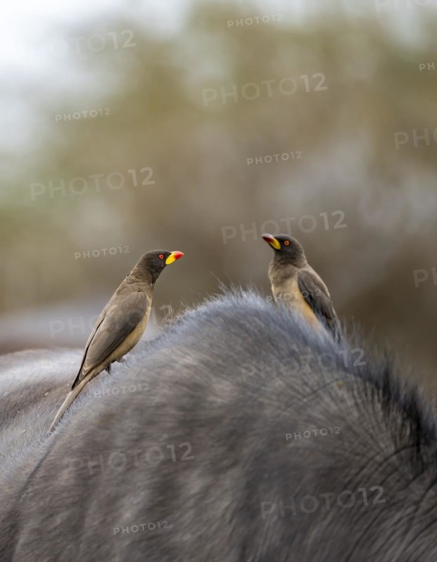Yellow-billed oxpecker (Buphagus africanus) on the back of a african buffalo (Syncerus caffer caffer), Kruger National Park, South Africa