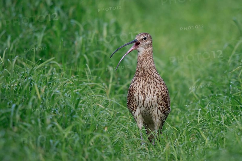 Eurasian Curlew (Numenius arquata) female calling, North Rhine-Westpalia, Germany