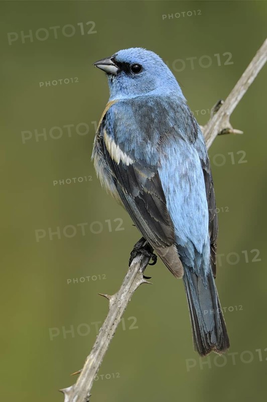 Lazuli Bunting (Passerina amoena), Washington, USA