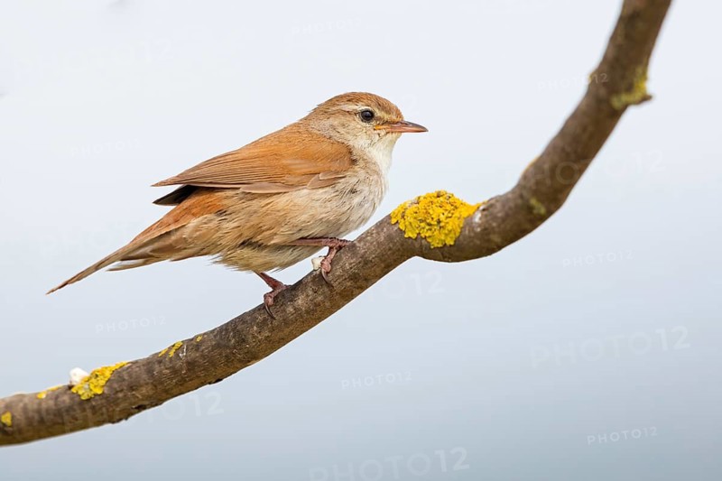 Silky warbler, (Cettia cetti), songbird, perching warbler, warbler family, Lesbos Island, Lesbos, Greece