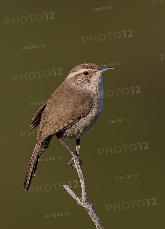 Bewick's Wren (Thryomanes bewickii), California, USA