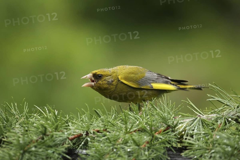 European Greenfinch (Chloris chloris) juvenile, Lower Saxony, Germany