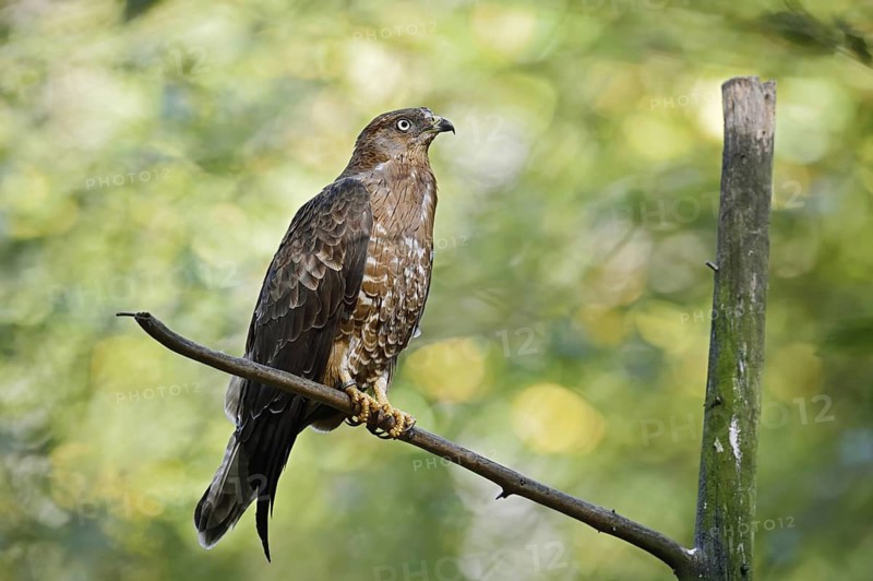 Honey buzzard (Pernis apivorus) sitting on a branch, Bavaria, Germany
