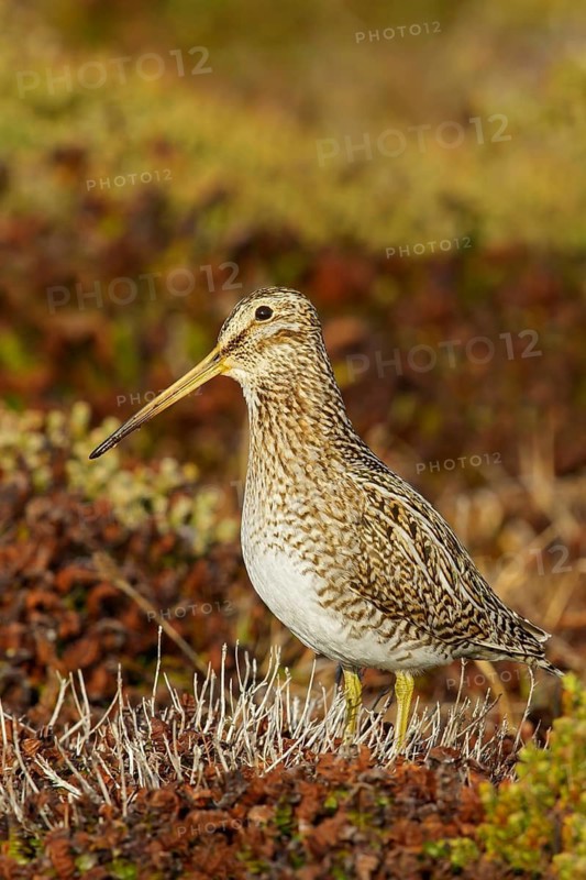 Magellanic Snipe (Gallinago magellanica magellanica) on the ground in the Falkland Islands