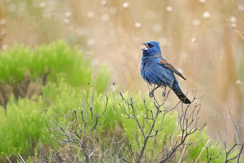 Blue Grosbeak (Passerina caerulea) male singing, Arizona, USA