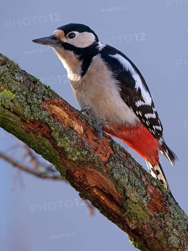 Great spotted woodpecker (Dendrocopos major) on a branch, Berlin, Germany