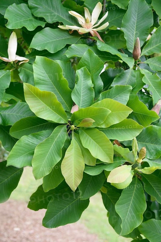 Large-leaf magnolia (Magnolia tripetala), Lanhydrock House & Garden, Great Britain
