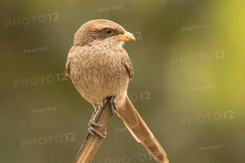 Yellow-billed Shrike (Corvinella corvina), Gambia