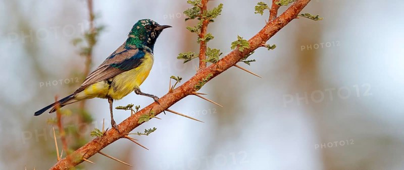 Honeybird, (Anthodiaeta metallica), perching warbler, honey sucker, family of passerines, Mudday, Salalah, Dhofar, Oman