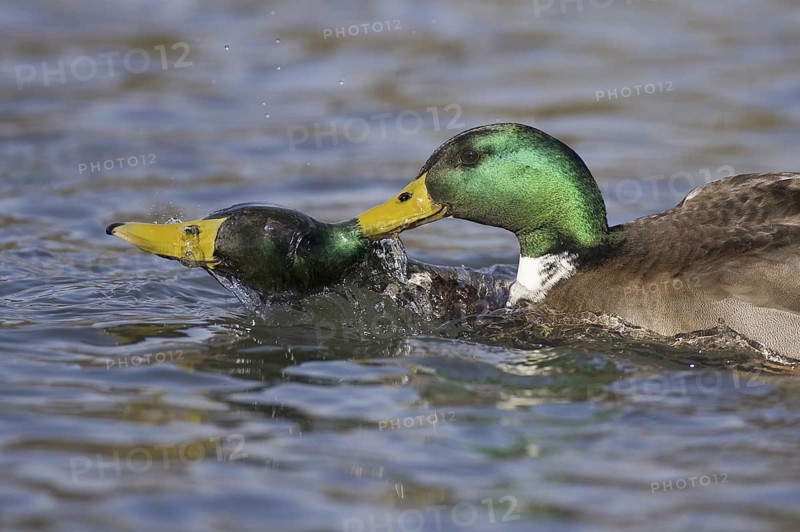 Mallard (Anas platyrhynchos) male, Lower Saxony, Germany