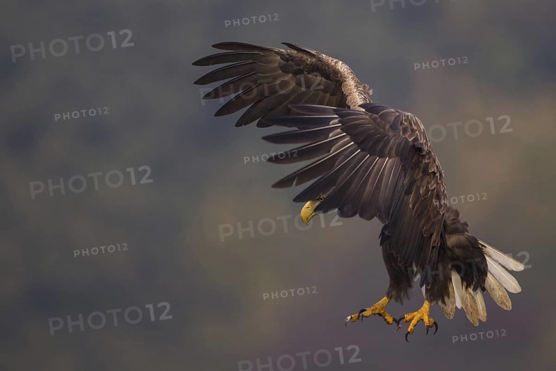 White-tailed Eagle (Haliaeetus albicilla) juvenile flying, Poland