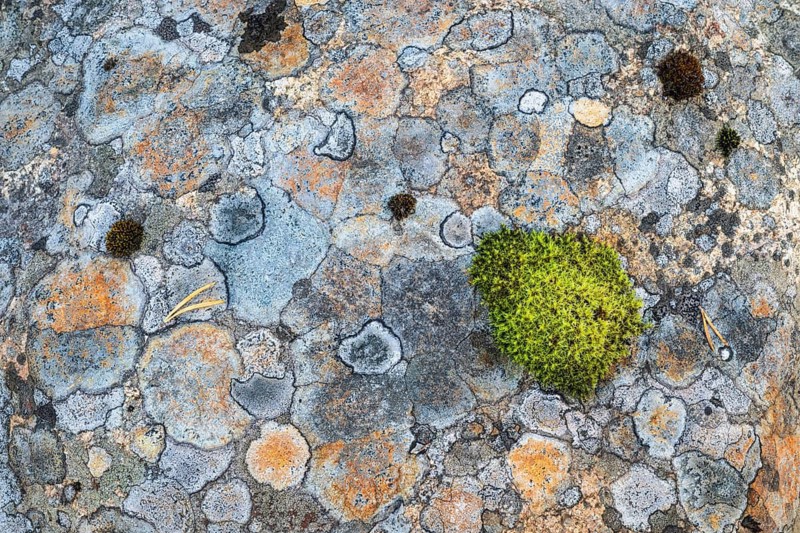 Moss and lichens on a rock, Norrbotten, Lapland, Sweden, September 2024