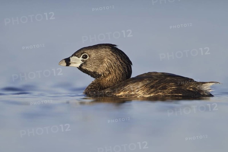 Pied-billed Grebe (Podilymbus podiceps), British Columbia, Canada