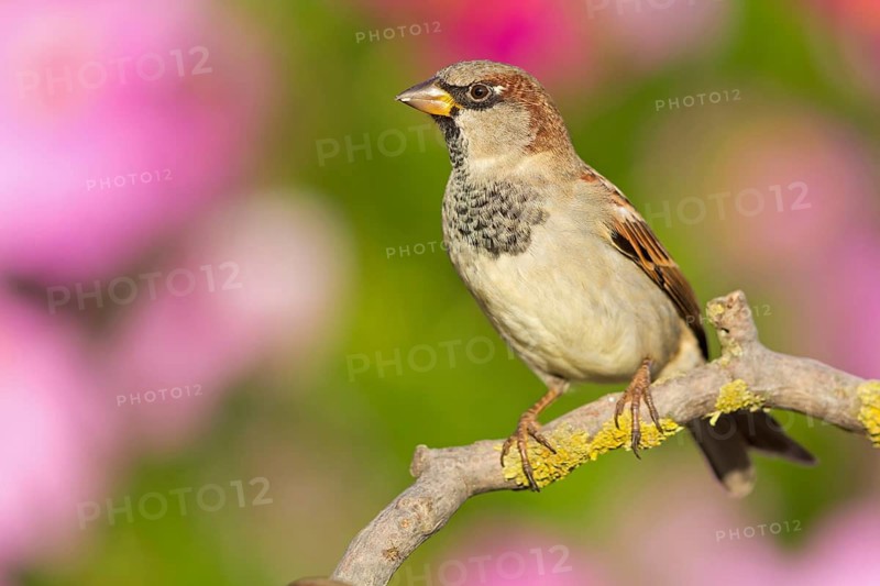 Haussperling, Spatz, House Sparrow, Passer domesticus, Moineau domestique, Gorrión Común