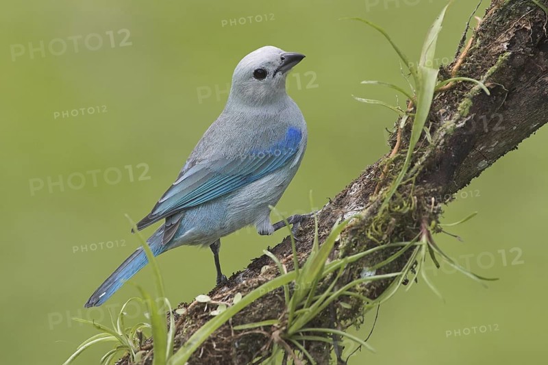 Blue-grey Tanager (Thraupis episcopus), Costa Rica