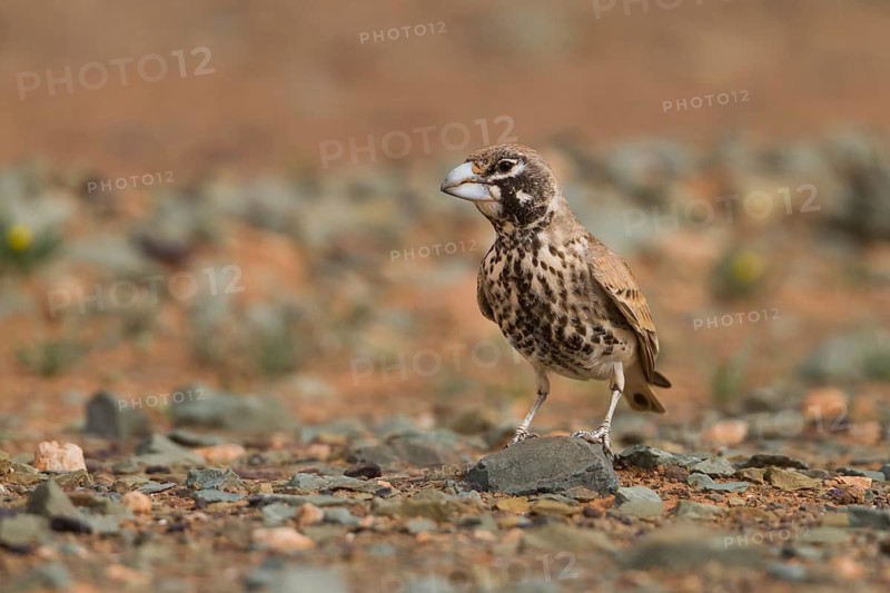 Thick-billed Lark - Knackerlerche - Rhamphocory clotbey, Morocco, male