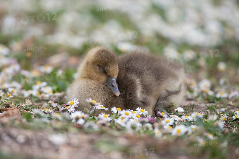 Greylag goose (Anser anser) juvenile baby gosling bird sleeping amongst Daisy spring flowers, England, United Kingdom