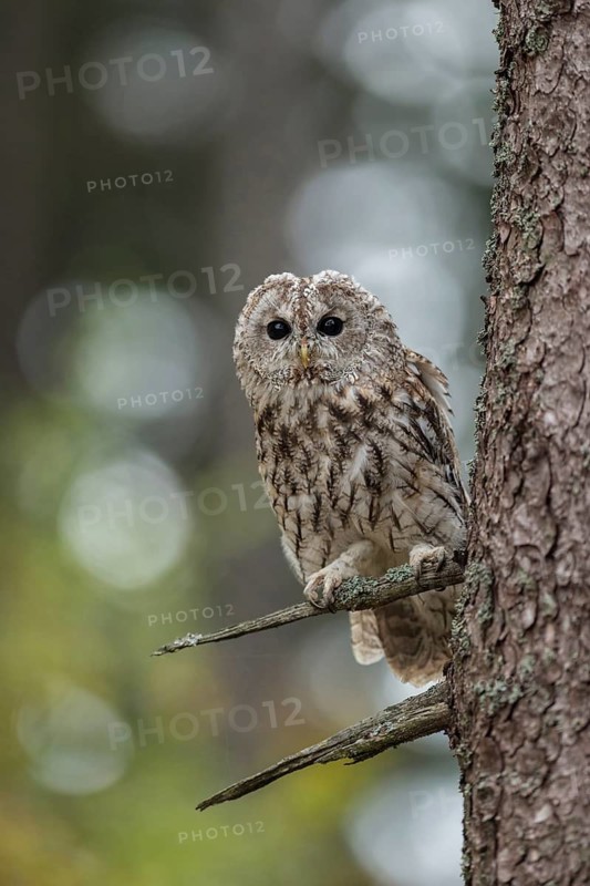 Tawny Owl (Strix aluco) perched in tree, North Rhine-Westphalia, Germany