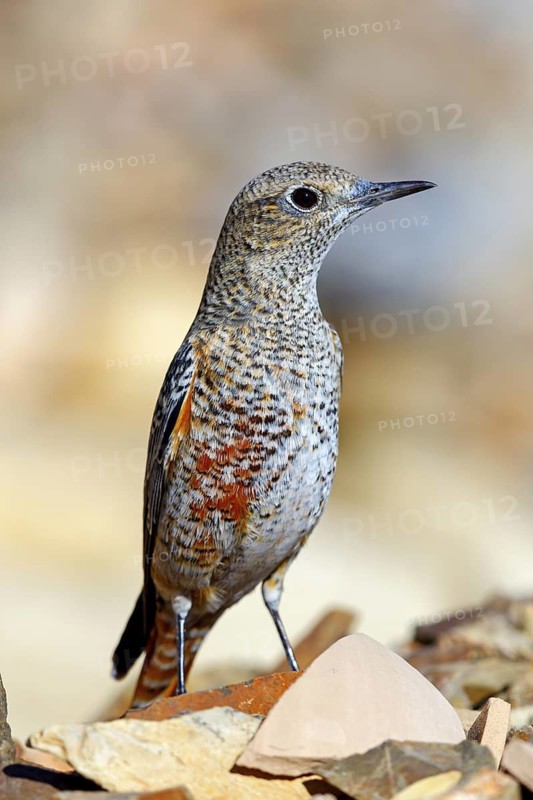 Stonechat, (Monticola saxatilis), flycatcher family, biotope, habitat, foraging, Middle East, Jabal Shams Jabal al-Akh, Muscat, ad-Dachiliya, Oman