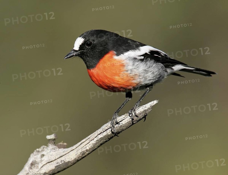 Scarlet Robin (Petroica boodang) male, Victoria, Australia