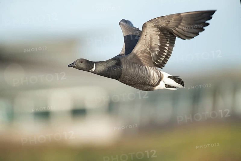 Brent goose (Branta bernicla) adult bird flying, RSPB Titchwell nature reserve, Norfolk, England, United Kingdom