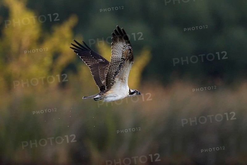 Fischadler, lat. Pandion haliaetus, im Flug im warmen Morgenlicht