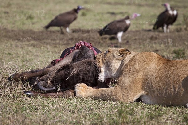 African Lion (Panthera leo) female feeding on wildebeest (Connochaetes taurinus) kill, Masai Mara, Kenya