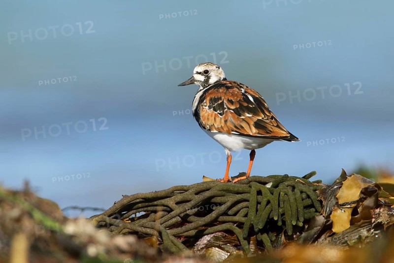 Ruddy Turnstone (Arenaria interpres), Victoria, Australia