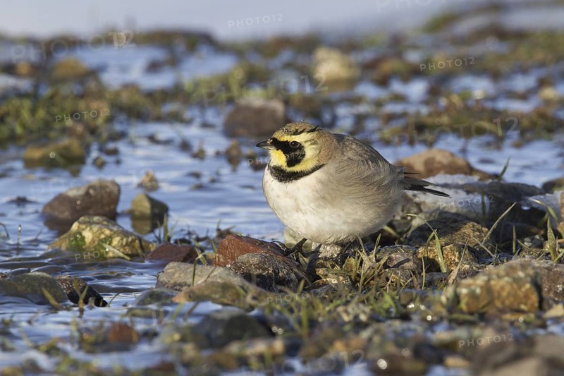 Horned Lark (Eremophila alpestris), Morocco