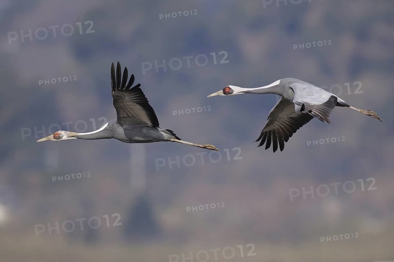 White-naped Crane (Antigone vipio) juvenile flying, Arasaki, Japan