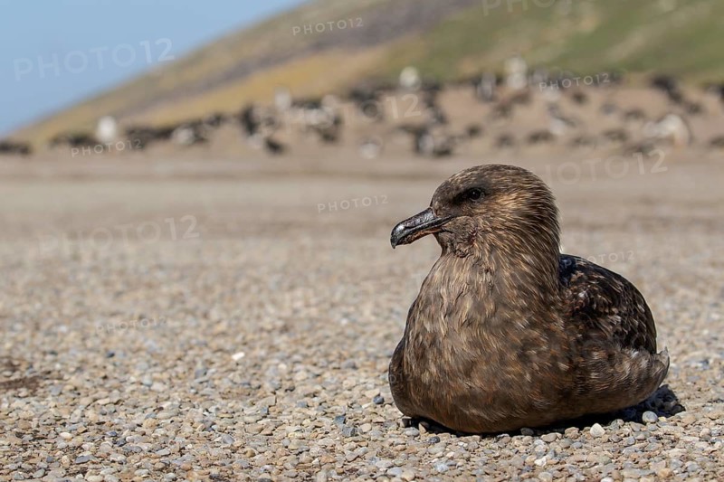 Brown (Subantarctic) Skua (Stercorarius antarcticus lonnbergi) scavenge for food near a penguin colony in the Falkland Islands