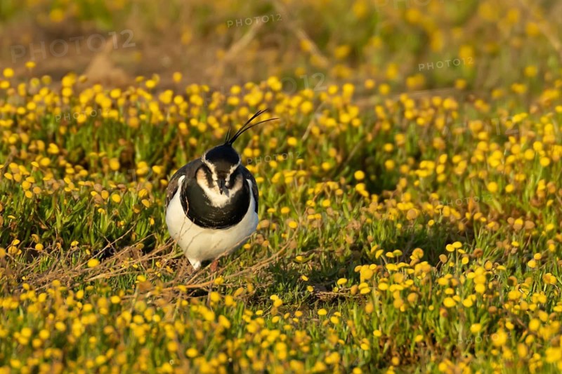 Northern lapwing (Vanellus vanellus) adult wading bird in yellow flowers in grassland, England, United Kingdom
