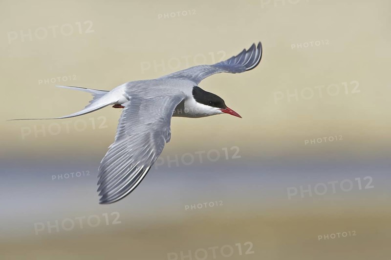 Arctic Tern (Sterna paradisaea) flying, Manitoba, Canada