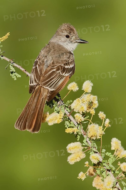 Ash-throated Flycatcher (Myiarchus cinerascens), Arizona, USA