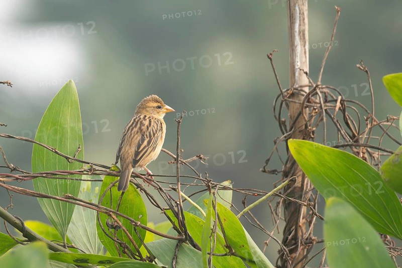 A zitting cisticola or streaked fantail warbler (Cisticola juncidis), Sreepur, Gazipur, Bangladesh