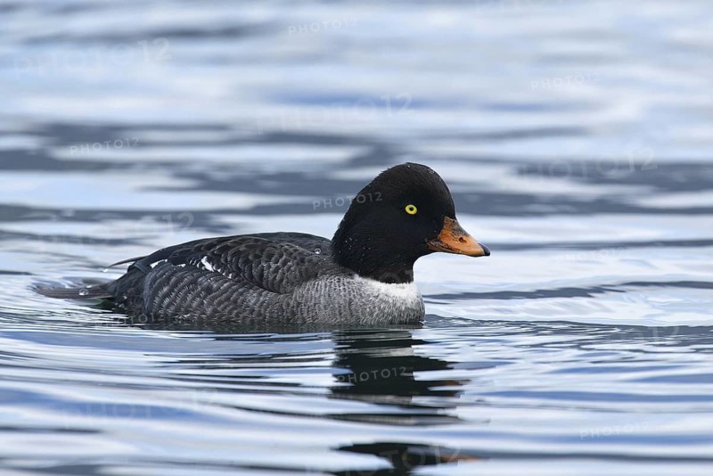 Barrow's Goldeneye (Bucephala islandica) female, British Columbia, Canada