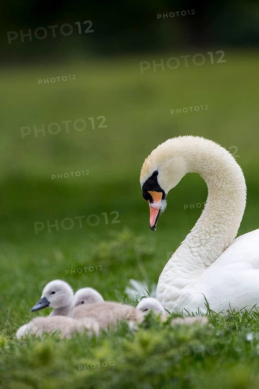 Mute Swan (Cygnus olor) with chicks, Newcastle, United Kingdom