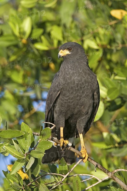 Common Black Hawk Buteogallus anthracinus San Blas, Nayarit, Mexico 28 March Adult Acciptridae