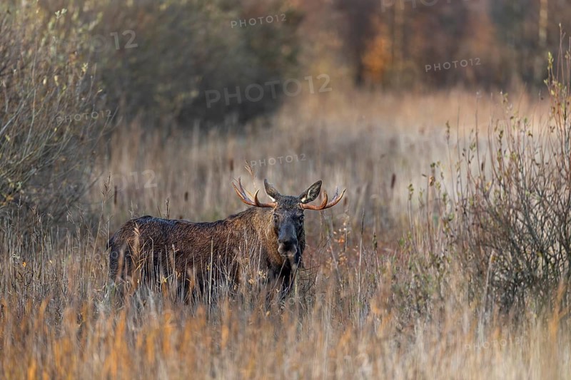 In the late afternoon the cloud cover breaks and the November sun bathes the bull moose (Alces alces) in warm evening light, rutting season, moose rutting, October, Denmark